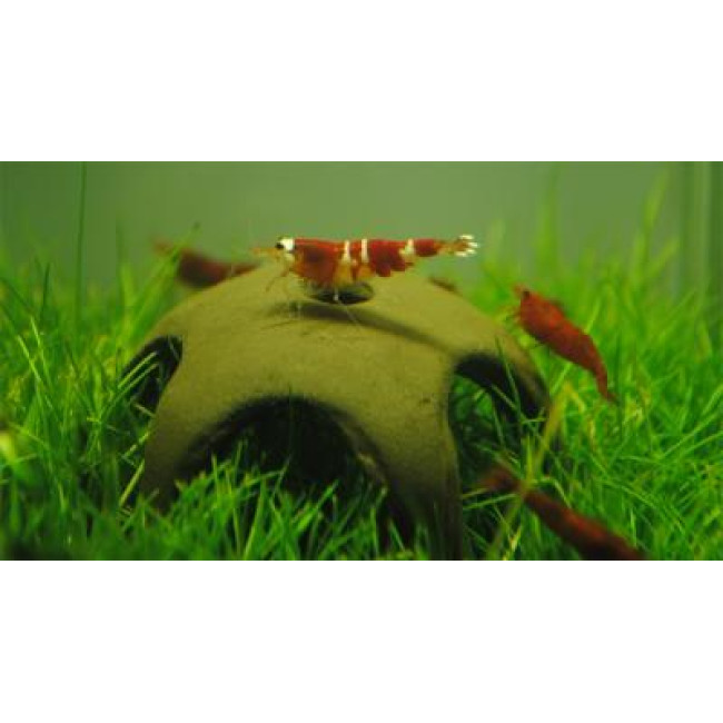 AQUA NOVA dekorācija zvaigžņu garnelēm 50mm