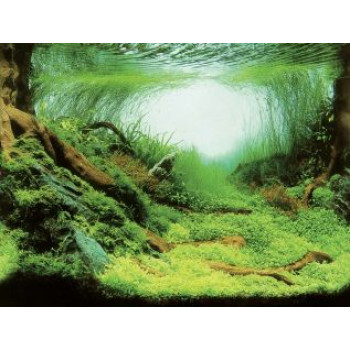 AQUA NOVA fons augi/okeāns 150x60cm
