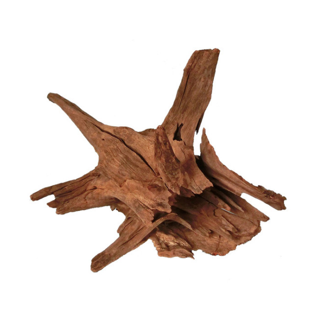 ORBIT Corbo lielās saknes 50-70cm 1gab