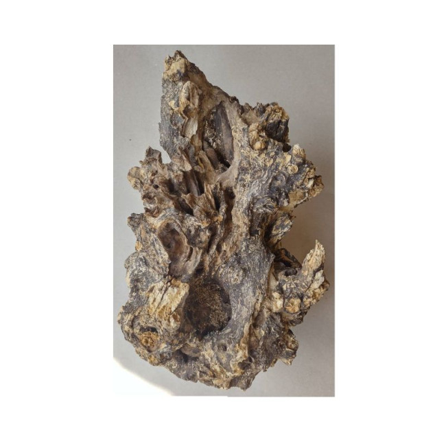 ORBIT Barico-wurzel koka akmens M 20-30cm